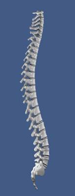 Spinal Screening