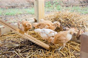 Bridlewood Chicken Coop 