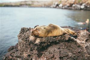 seal on beach 